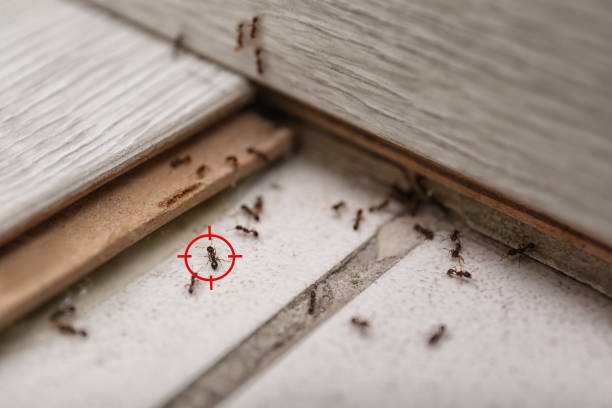 Best Termite Control Services  in Califon, NJ